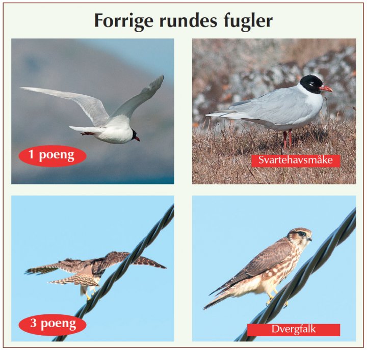 Fotonøtta Vår Fuglefauna 4-2017 fasitbilder Fotonøtta Vår Fuglefauna 4-2017 fasitbilder